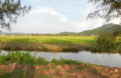 Rice fields in Kampot Proince
